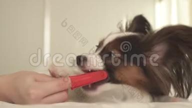 幼犬品种帕皮隆大陆玩具猎犬用牙刷刷牙库存录像